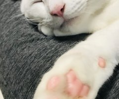 ネコ写真