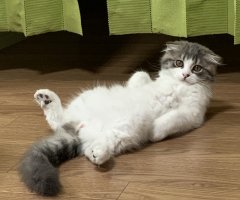 ネコ写真