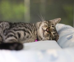 ネコ写真