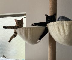 ネコ写真