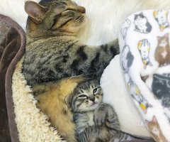 ネコ写真