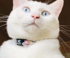 ネコ写真