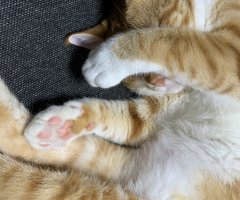 ネコ写真