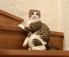 ネコ写真