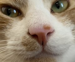 ネコ写真