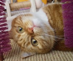 ネコ写真