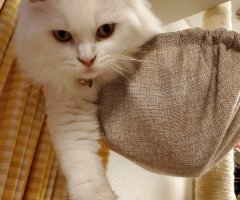 ネコ写真