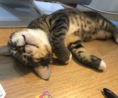 ネコ写真