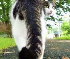ネコ写真