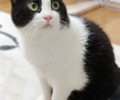 ネコ写真