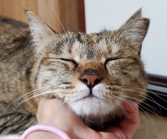 ネコ写真