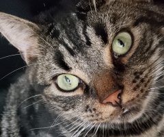 ネコ写真