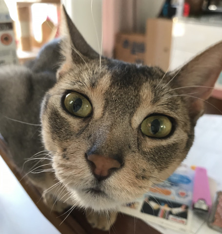 今日のドヤ顔 かわいい猫写真 猫画像の投稿サイト ネコジルシ 今日のドヤ顔 かわいい猫写真 猫画像の投稿サイト ネコジルシ