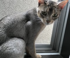 ネコ写真