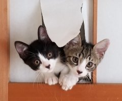 ネコ写真