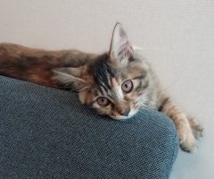 ネコ写真
