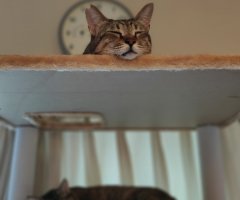 ネコ写真