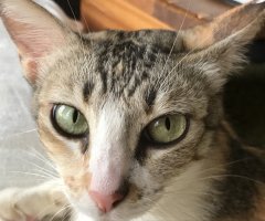 ネコ写真