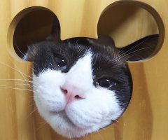 ネコ写真