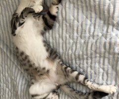 ネコ写真