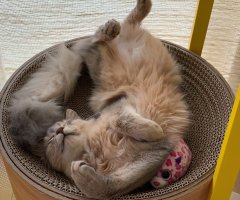ネコ写真