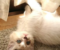 ネコ写真