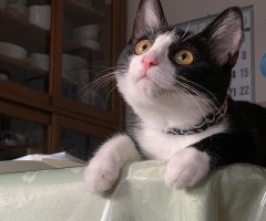 ネコ写真
