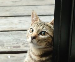 ネコ写真