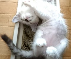 ネコ写真