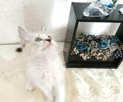 ネコ写真