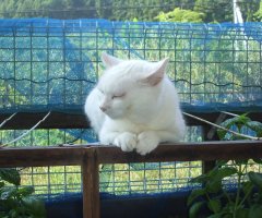 ネコ写真