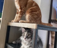 ネコ写真