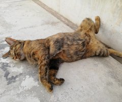 ネコ写真