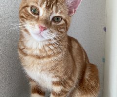 ネコ写真