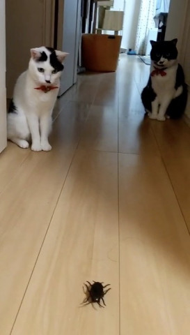 ゴキちゃんを見つめる - かわいい猫写真u0026猫画像の投稿サイト - ネコジルシ