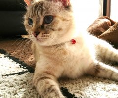 ネコ写真
