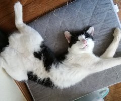 ネコ写真