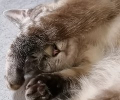 ネコ写真