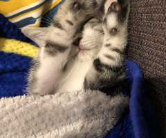 ネコ写真