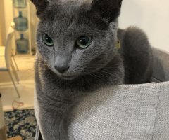 ネコ写真