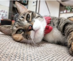 ネコ写真