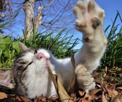 ネコ写真