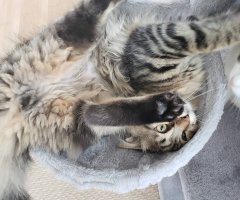 ネコ写真