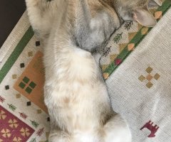 ネコ写真