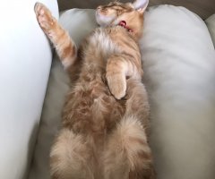 ネコ写真