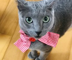 ネコ写真