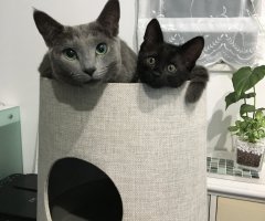 ネコ写真