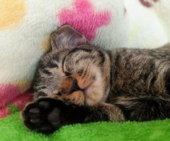 ネコ写真