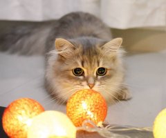 ネコ写真