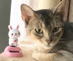 ネコ写真